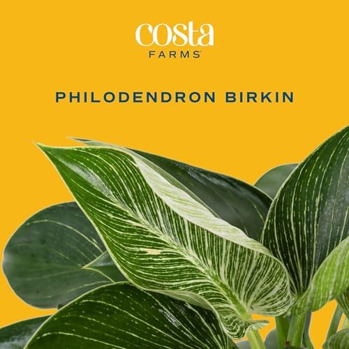 Costa Farms Birkin Philodendron, Live Indoor Plant, Tropical Houseplant - Image 3