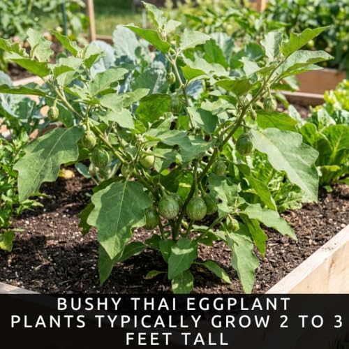 Thai Eggplant Seeds for Planting | 100 Seeds | Green Garden Vegetable - Image 5