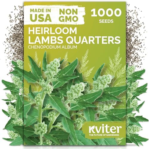 KVITER 1000 Lambs Quarters Seeds (Chenopodium Album) - Goosefoot, Wild Spinach, Edible Leaves, Heirloom Herbs Seed, Non GMO - Annual Herb Seeds in Seed Packets for Outdoor Gardens or Raised Beds by KVITER
