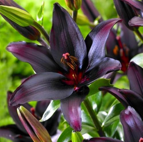 Votaniki Blacklist Lily Bulbs - Deep Black Blooms, Lilium 'Blacklist' Asiatic Lily | Ideal for Summer Gardens - Easy to Grow Perennial Flower (6 Pack) by Votaniki