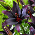 Votaniki Blacklist Lily Bulbs - Deep Black Blooms, Lilium 'Blacklist' Asiatic Lily | Ideal for Summer Gardens - Easy to Grow Perennial Flower (6 Pack) by Votaniki