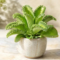 Kalanchoe Mother of Thousands Plant Live for Planting, Green Kalanchoe Succulent Plant for Indoor Outdoor in 2 Inch Pot by Unknown