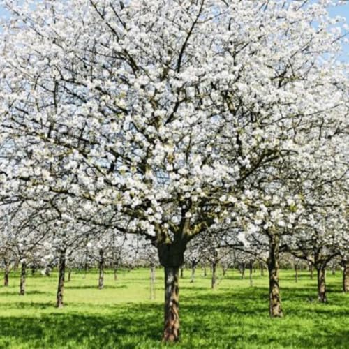 Snow Cherry Blossom Tree, Ornamental Plant Live, 6-12" Tall, in Pot by Unknown