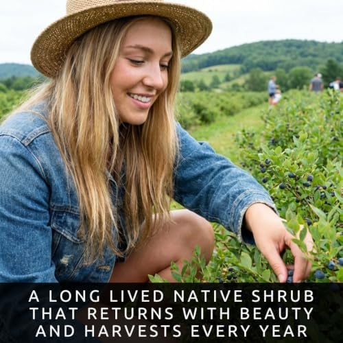 Lowbush Blueberry Seeds for Planting | Native Berry Shrub | 100 Seeds - Image 2