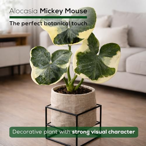 Alocasia Mickey Mouse (4 Pack) Live Plant,Rare Indoor Alocasia, Elephant Ear Houseplant,Unique Mickey Mouse Leaf Shape Plant,Tropical Houseplant Live, Starter Size Alocasia Plant for Indoor Home Decor - Image 5
