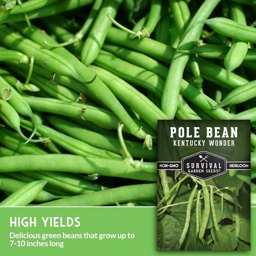 Kentucky Wonder Pole Bean Seeds for Planting (1 Pack) - Image 3