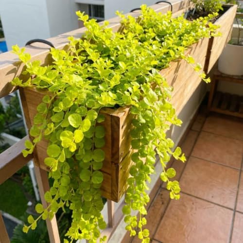2 Creeping Jenny Starter Live Plants, Perennial Ground Cover, 1-3 Inch Tall - Image 4