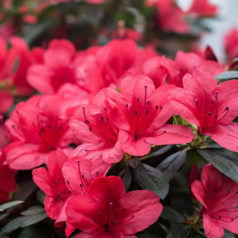 Red Azalea Plant in 4" Pot, 8-10" Tall, Azalea Bush Rhododendron - Image 6