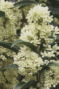 Fragrant Tea Olive Live Plant – Osmanthus fragrans Sweet Olive Shrub – Intensely Fragrant White Blooms – Evergreen Hedge Plant – Rooted Starter by Japanese+Maples+and+Evergreens