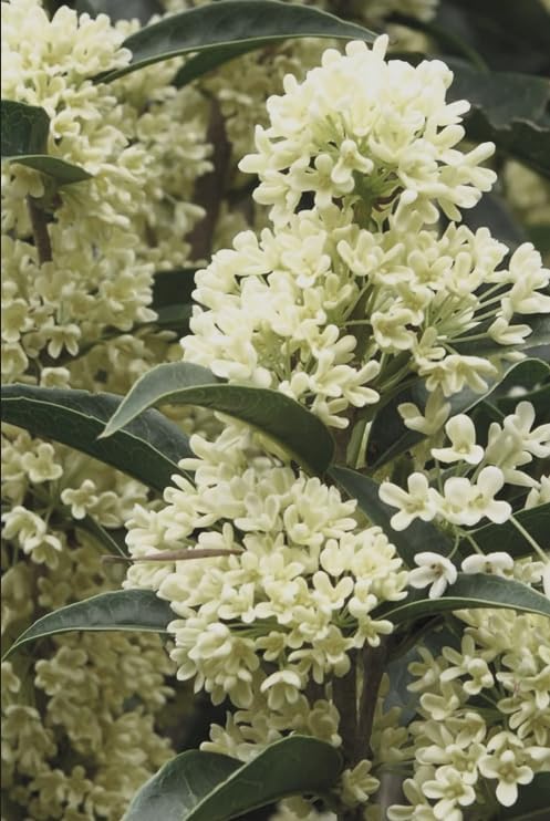 Fragrant Tea Olive Live Plant – Osmanthus fragrans Sweet Olive Shrub – Intensely Fragrant White Blooms – Evergreen Hedge Plant – Rooted Starter by Japanese+Maples+and+Evergreens