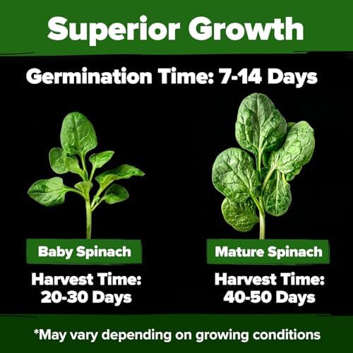 HOME GROWN Bloomsdale Spinach Seeds, 704+ Seeds, Spinacia oleracea - Image 2