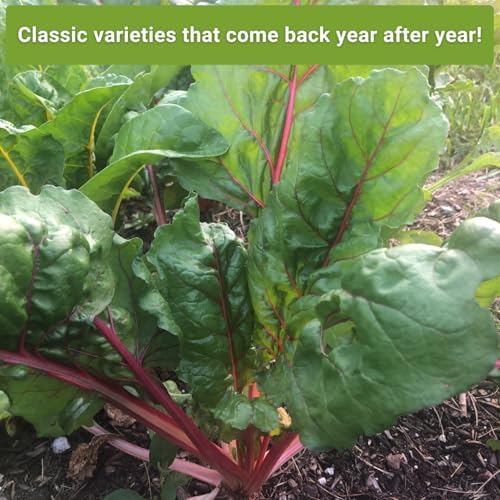 Sow Right Seeds - Perennial Vegetable Seed Collection for Planting Garden - Image 5