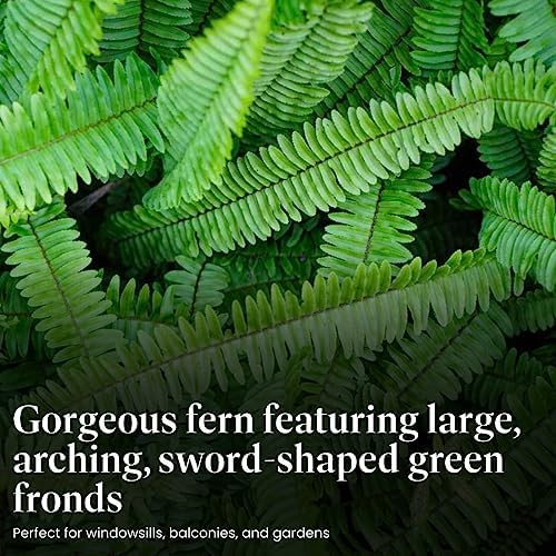 American Plant Exchange Kimberly Queen Fern – 6-Inch Pot – Live Hardy Upright Fern Houseplant, Easy Care Greenery for Home, Office, Garden, or Patio Decor - Image 3