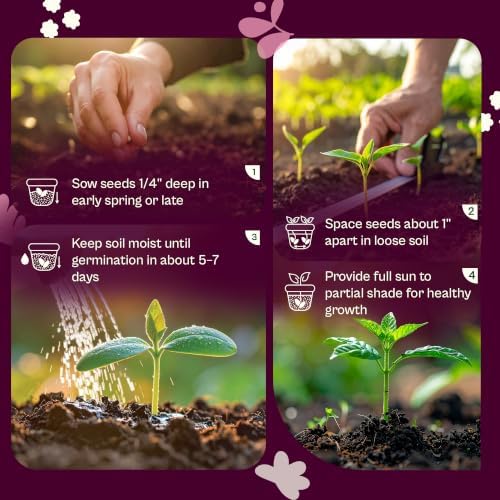 SVI 2200 Roquette Arugula Seeds (Eruca vesicaria sativa) – Rocket Arugula Seed Packets – Peppery Salad Greens, Heirloom Vegetable Seeds for Raised Beds, Containers, Indoor Garden & Outdoor Herb Garden - Image 5