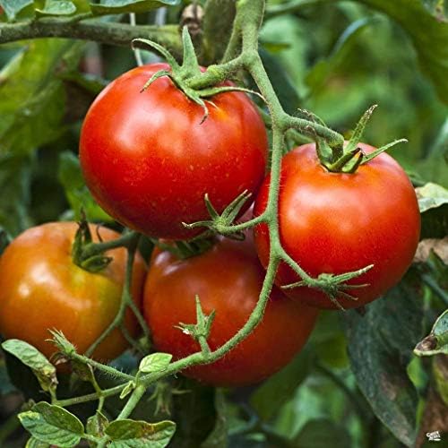 Live Tomato Plants Better Boy Red 4" Set of 4 - Image 4