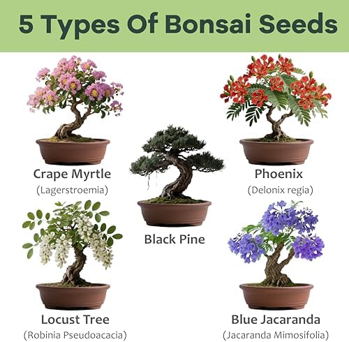 Bonsai Tree Kit for Beginners - Unique Gifts for Women, Crafts for Adults, for Women & Men,Complete Indoor Plant Kit,Easy House Plant - Image 4