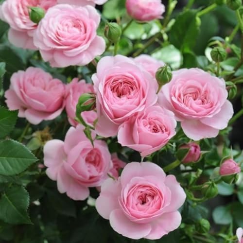 Light Pink Rose Live Plant, Bush, 5-10 Inch Tall - Image 6