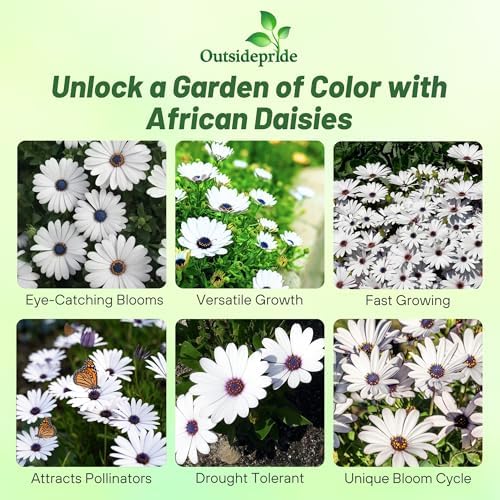 Outsidepride White Osteospermum African Daisy Seeds - 250 Pcs. Perennial Flower Seeds for Planting Outdoors with Long-Lasting Blooms, Drought-Tolerant, Easy to Grow for Sunny Gardens & Borders - Image 2