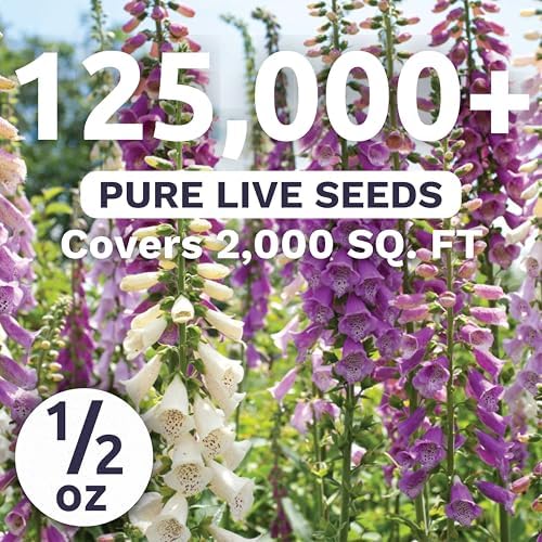 Foxglove Mixed Colors - Large 1/2 Ounce Packet - 125,000 Flower Seeds for Planting - Digitalis purpurea - Image 2
