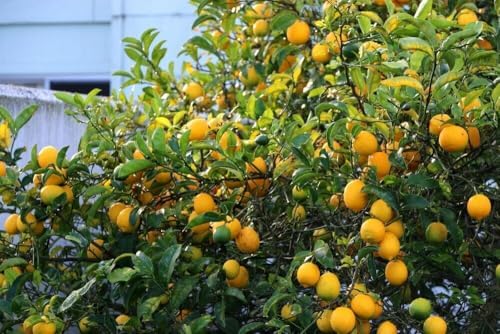 Live Meyer Lemon Tree - 2-5 Inch Tall Live Plant - Potted Seedling - Yellow Lemon Fruit Plant - Citrus x meyeri - Image 5