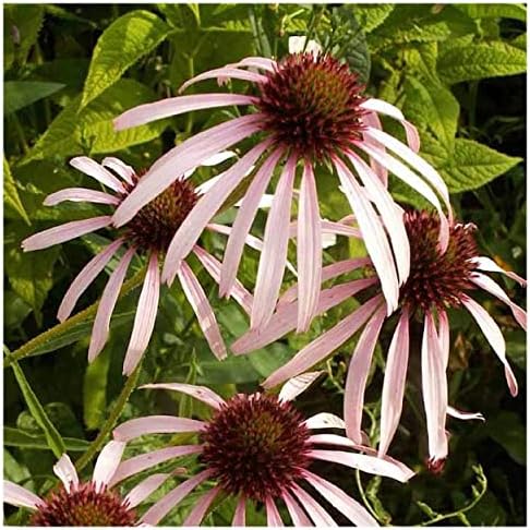 Everwilde Farms - 300 Pale Purple Coneflower Native Wildflower Seeds - Gold Vault Jumbo Seed Packet - Image 4