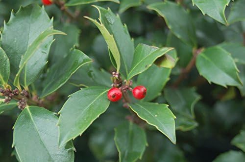 Ilex X meserveae 'Blue Maid' (Blue Holly) Evergreen, #3 - Size Container - Image 2