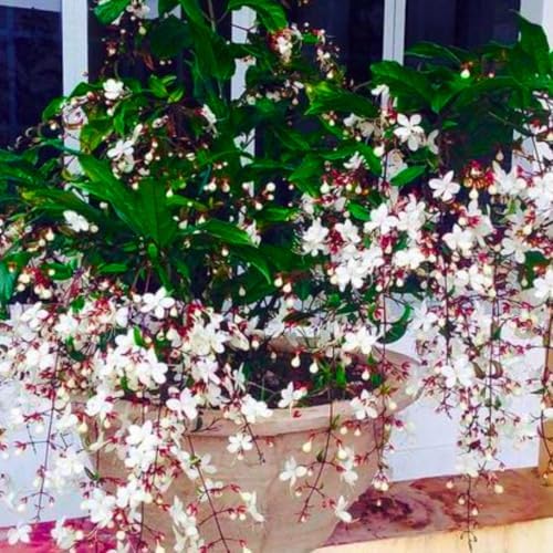 Smithianum Clerodendrum Wallichii Live Plant, 4-9" Tall Starter - Image 2