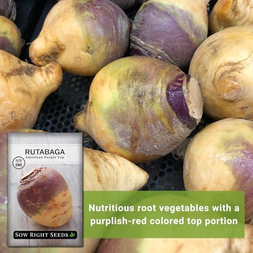 Sow Right Seeds - American Purple Top Rutabaga Seed for Planting Garden 2pk - Image 3