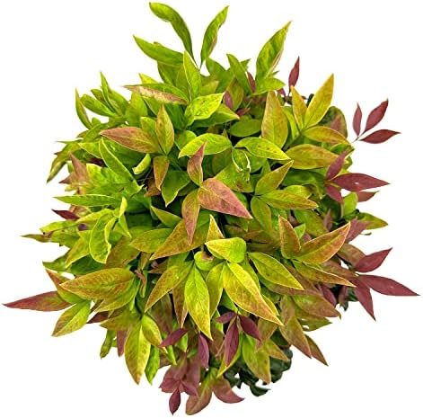 Southern Living Blush Pink Nandina, Live Evergreen Shrub, 3 Gallon - Image 2