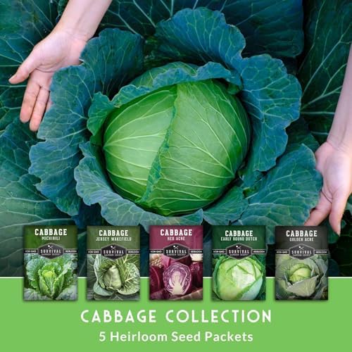 Cabbage Seeds 5 Variety Seed Pack - Survival Garden Seeds - Image 3