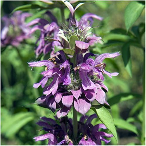 Seed Needs Bee Balm Seeds Variety Pack of 3 Perennial Monarda Flowers - Image 2