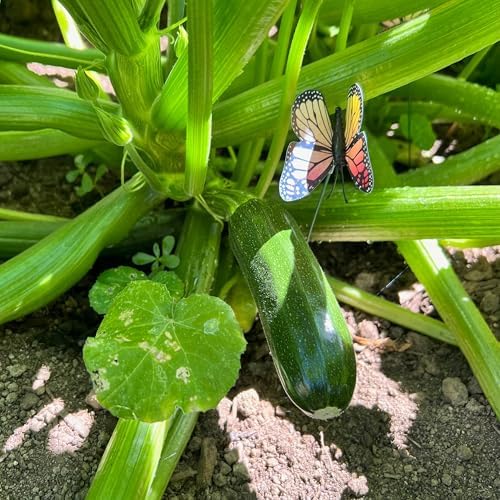 Organic Black Beauty Zucchini Bulk Seeds: 200 Count by ThePlantGoodSeedCompany