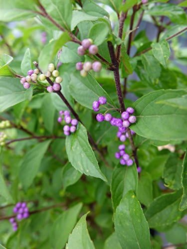 Callicarpa dich. 'Early Amethyst' (Beautyberry) Shrub, pink flowers, #3 - Size Container - Image 2