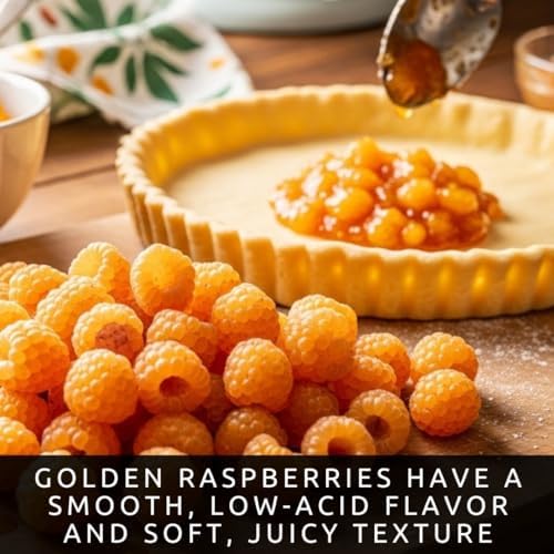 3 Golden Raspberry Plants – Live Fruit Bush (Rubus idaeus) – Sweet Yellow Heirloom Raspberries – High Yield Berry Plant for Outdoor Gardens - Easy to Grow Delicious Fruit - Image 5