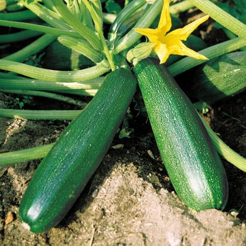50+ Black Beauty Zucchini Seeds for Planting - Non-GMO Heirloom Vegetable Garden - Summer Squash - Classic Zucchini Seeds by WivolibeSeeds