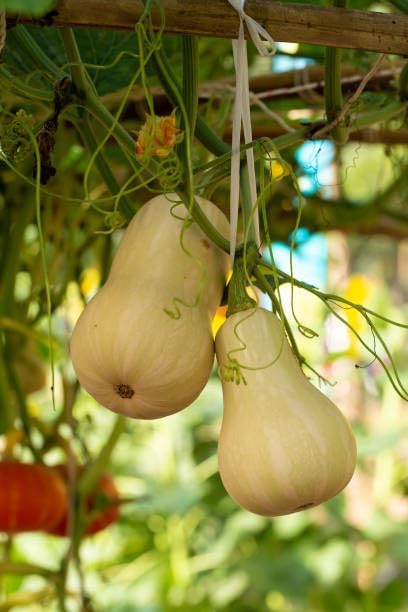 Butternut Squash Seeds for Planting - 100+ Non-GMO Heirloom Waltham Butternut Sweet Winter Squash Seeds, High-Yield, Non-GMO Heirloom, Long Storage Life for Home Garden - Image 6