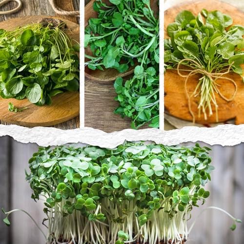 Seed Needs Watercress Seeds to Plant an Herb Garden - 1 Pack - Image 2
