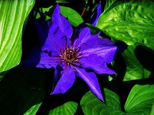 Mixed Clematis Seeds Flower Vine Perennial Flower 20 Pcs Seeds - Image 5
