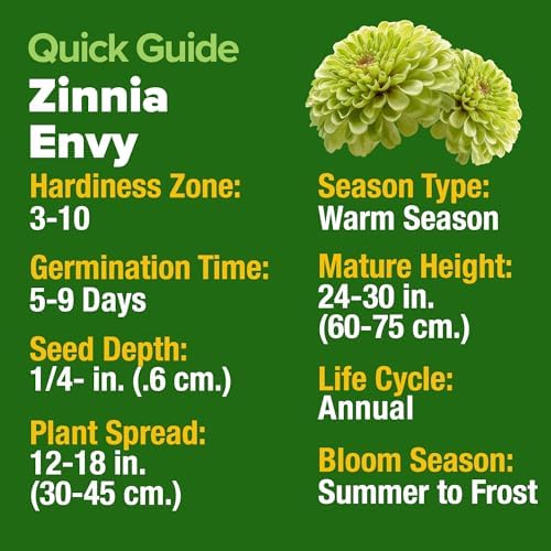 HOME GROWN Envy Zinnia Seeds, 1000 Seeds, Zinnia elegans - Image 4
