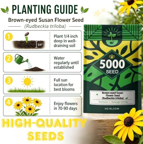 Brown-Eyed Susan Seeds for Planting, 5000 Biennial Rudbeckia Triloba - Image 6