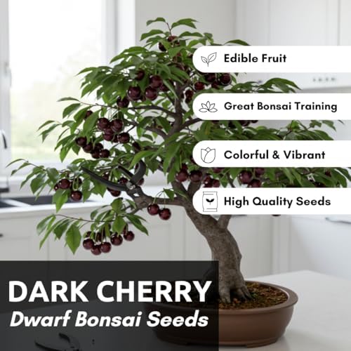 Dwarf Bonsai Black Cherry Fruit Tree Live Plant Seedling - Prunus serotina, Great for Home and Garden Yards Planting Dormant Seedling - Image 2