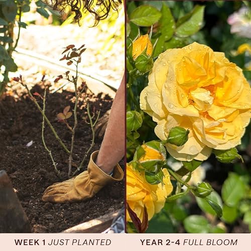 Heirloom Floribunda Roses, Live Own Root Plant, Julia Child™ - Image 3