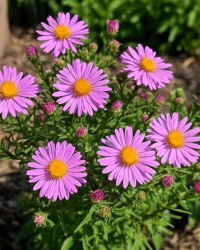 Perennial Farm Aster X 'Wood's Pink' – Live Dwarf Aster Perennial in #1 Container, Compact Habit with Rose-Pink Daisy-Like Blooms, Pollinator Friendly, Long Blooming, Great for Borders & Fall Gardens - Image 4