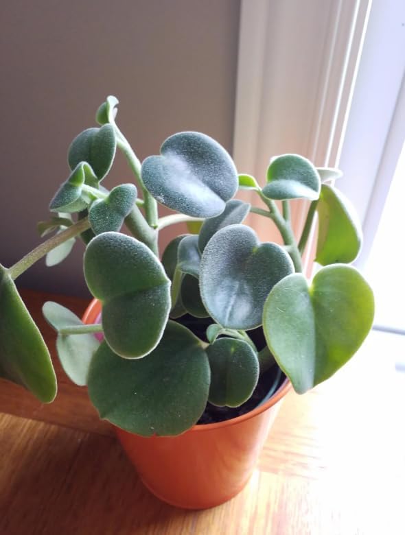 Variety of Peperomia Live Plant for Houseplant Tropical Shurb 4" Pot (Felted Peperomia Plant) - Image 3