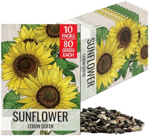 Seed Needs Lemon Queen Sunflower Seeds to Plant Cut Flowers - 10 Packs by SeedNeeds