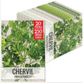 Seed Needs Chervil Seeds to Plant an Herb Garden - 20 Packs by SeedNeeds