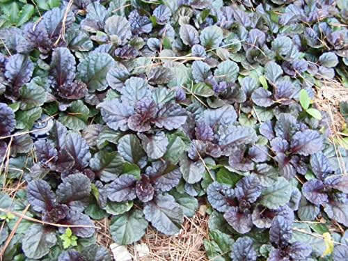 Greenwood Nursery: Live Ground-Cover Plants - Mahogany Bugleweed + Ajuga Reptans - [Qty: 2X Pint Pots] - (Click for Other Available Plants/Quantities) by GreenwoodNursery