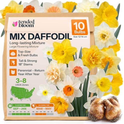 10 Mix Daffodil Flower Bulbs Large Flowering Mixture Narcissus by Unknown