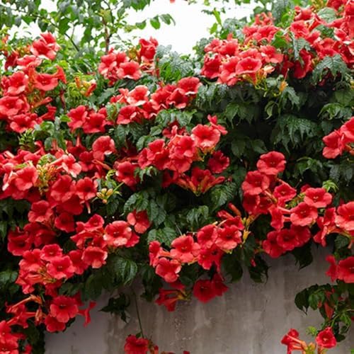 Hummingbird Trumpet Vine Seeds, 300 PCS, Fast-Growing Climbing Flowering Vine, Bright Orange Red Blooms, Attracts Hummingbirds & Butterflies, Hardy Perennial for Fence, Trellis & Garden - Image 2
