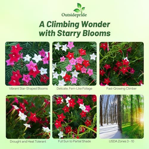 Outsidepride Mixed Cypress Vine Seeds - 100 Pcs Annual Flower Seeds with Nectar-Rich, Star-Shaped Flowers & Feathery, Fern-Like Leaves for Fences, Trellises, Pergolas & Vertical Gardens - Image 2